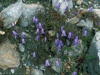 Campanula excisa 9, Saxifraga-Jan van der Straaten