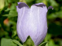 Campanula incurva 10, Saxifraga-Sonja Bouwman  Evia bellflower - Campanula incurva - Campanulaceae familie