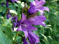 Campanula latifolia 20, Breed klokje, Saxifraga-Hans Grotenhuis