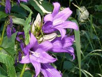 Campanula latifolia 21, Breed klokje, Saxifraga-Hans Grotenhuis