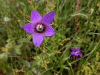 Campanula lusitanica 12, Saxifraga-Ed Stikvoort