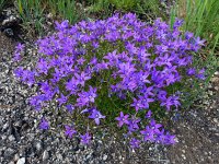 Campanula lusitanica 13, Saxifraga-Ed Stikvoort