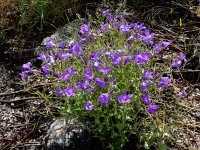 Campanula lusitanica 14, Saxifraga-Ed Stikvoort