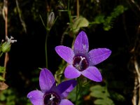 Campanula lusitanica 8, Saxifraga-Ed Stikvoort