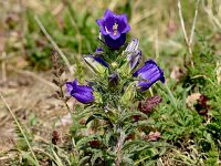 Campanula medium 18, Marietteklokje, Saxifraga-Sonja Bouwman  1011. Mariëtteklokje - Campanula medium - Campanulaceae familie (zw)