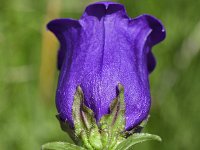 Campanula medium 2, Marietteklokje, Saxifraga-Sonja Bouwman  1011. Mariëtteklokje - Campanula medium - Campanulaceae familie (zw)