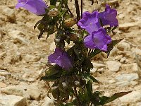 Campanula medium 1, Marietteklokje, Saxifraga-Jan van der Straaten