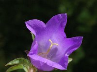 Campanula medium 10, Marietteklokje, Saxifraga-Jan van der Straaten