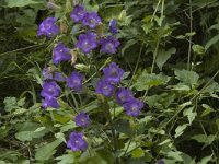 Campanula medium 11, Marietteklokje, Saxifraga-Jan van der Straaten