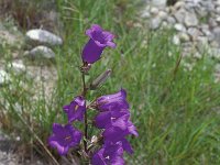 Campanula medium 12, Marietteklokje, Saxifraga-Piet Zomerdijk