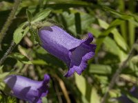 Campanula medium 13, Marietteklokje, Saxifraga-Willem van Kruijsbergen