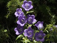 Campanula medium 14, Marietteklokje, Saxifraga-Jan van der Straaten