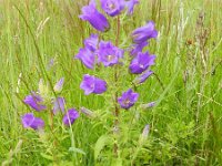 Campanula medium 15, Marietteklokje, Saxifraga-Rutger Barendse