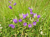 Campanula medium 16, Marietteklokje, Saxifraga-Rutger Barendse