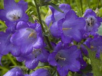 Campanula medium 2, Marietteklokje, Saxifraga-Marijke Verhagen