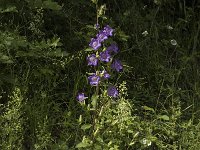 Campanula medium 3, Marietteklokje, Saxifraga-Marijke Verhagen