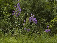 Campanula medium 4, Marietteklokje, Saxifraga-Marijke Verhagen