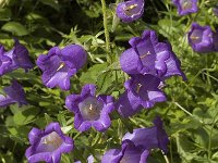 Campanula medium 5, Marietteklokje, Saxifraga-Marijke Verhagen