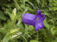 Campanula medium 6, Marietteklokje, Saxifraga-Marijke Verhagen