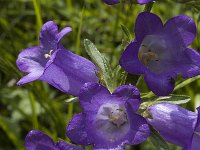 Campanula medium 7, Marietteklokje, Saxifraga-Marijke Verhagen