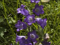 Campanula medium 8, Marietteklokje, Saxifraga-Marijke Verhagen