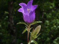 Campanula medium 9, Marietteklokje, Saxifraga-Jan van der Straaten