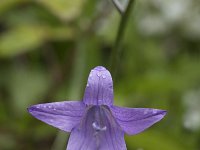 Campanula patula 35, Weideklokje, Saxifraga-Willem van Kruijsbergen