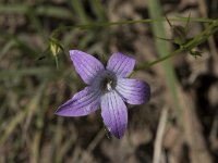 Campanula patula 36, Weideklokje, Saxifraga-Willem van Kruijsbergen