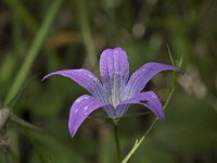 Campanula patula 37, Weideklokje, Saxifraga-Willem van Kruijsbergen