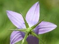 Campanula patula 38, Weideklokje, Saxifraga-Sonja Bouwman  1004. Weideklokje - Campanula patula - Campanulaceae familie (i)