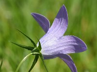 Campanula patula 40, Weideklokje, Saxifraga-Sonja Bouwman  1004. Weideklokje - Campanula patula - Campanulaceae familie (i)