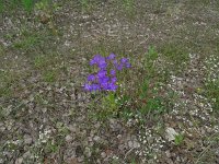 Campanula patula 44, Weideklokje, Saxifraga-Hans Grotenhuis