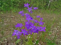 Campanula patula 45, Weideklokje, Saxifraga-Hans Grotenhuis