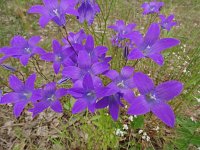 Campanula patula 46, Weideklokje, Saxifraga-Hans Grotenhuis