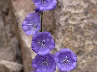 Campanula persicifolia 30, Saxifraga-Harry Jans  Campanula persicifolia