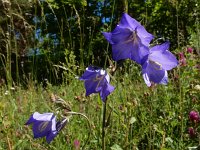 Campanula persicifolia 37, Prachtklokje, Saxifraga-Ed Stikvoort