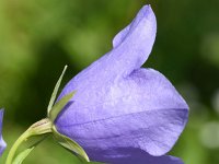 Campanula persicifolia 39, Prachtklokje, Saxifraga-Sonja Bouwman