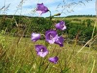 Campanula persicifolia 42, Prachtklokje, Saxifraga-Hans Grotenhuis