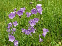 Campanula persicifolia 46, Prachtklokje, Saxifraga-Hans Grotenhuis