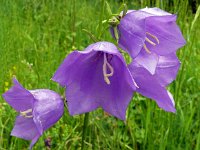 Campanula persicifolia 47, Prachtklokje, Saxifraga-Hans Grotenhuis