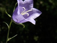 Campanula persicifolia 9, Prachtklokje, Saxifraga-Jan van der Straaten