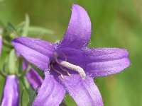 Campanula rapunculoides 26, Akkerklokje, Saxifraga-Sonja Bouwman  813. Akkerklokje - Campanula rapunculoides - Campanulaceae familie (i)