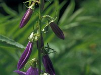 Campanula rapunculoides 27, Akkerklokje, Saxifraga-Jan van der Straaten (2)