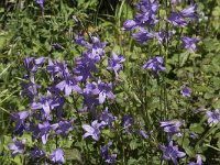 Campanula rapunculus 68, Rapunzelklokje, Saxifraga-Willem van Kruijsbergen