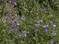 Campanula rapunculus 70, Rapunzelklokje, Saxifraga-Willem van Kruijsbergen