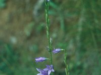 Campanula rapunculus 1, Rapunzelklokje, Saxifraga-Jan Jansen