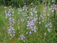 Campanula rapunculus 10, Rapunzelklokje, Saxifraga-Rutger Barendse