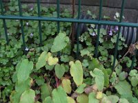 Campanula rapunculus 11, Rapunzelklokje, Saxifraga-Rutger Barendse