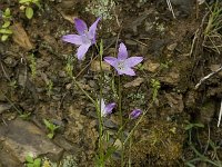 Campanula rapunculus 12, Rapunzelklokje, Saxifraga-Willem van Kruijsbergen