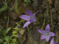 Campanula rapunculus 13, Rapunzelklokje, Saxifraga-Jan van der Straaten